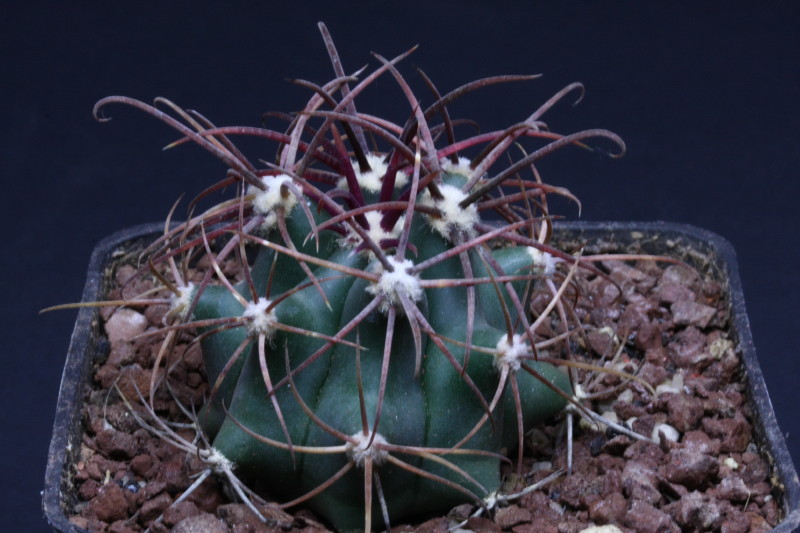 Ferocactus cylindraceus 