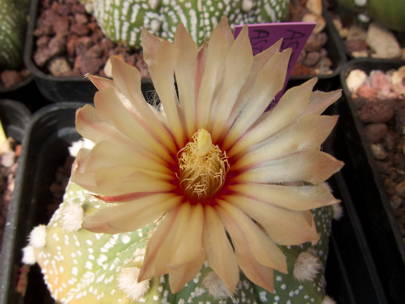 Astrophytum asterias 