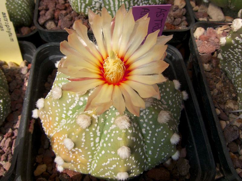 Astrophytum asterias 