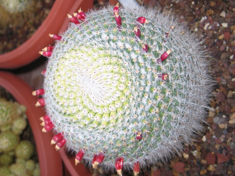 Mammillaria Sp.  