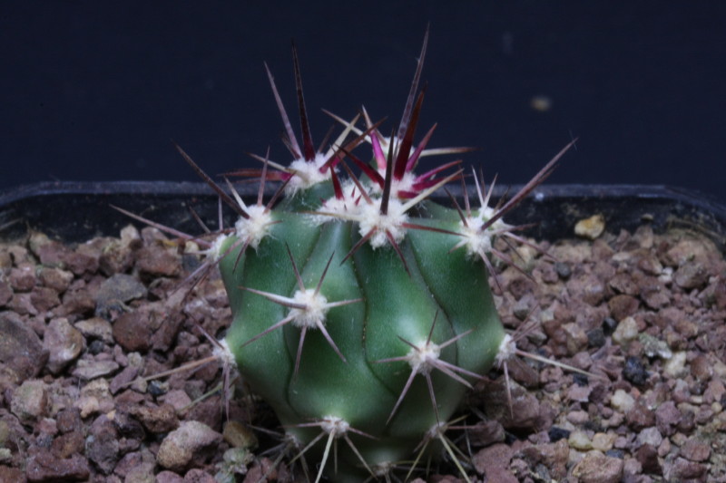 Ferocactus peninsulae ssp. townsendianus 