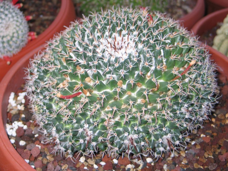 Mammillaria uncinata 