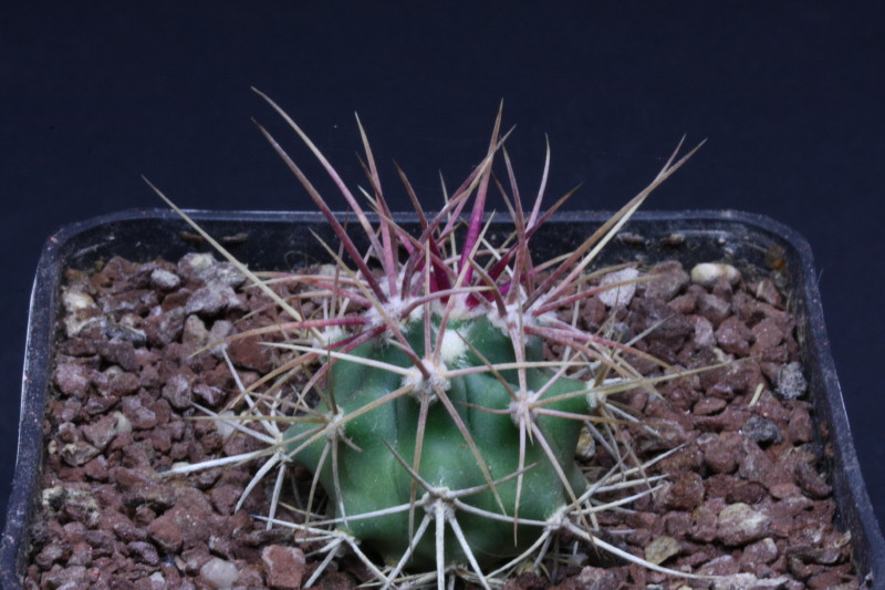 Ferocactus cylindraceus ssp. eastwoodiae 