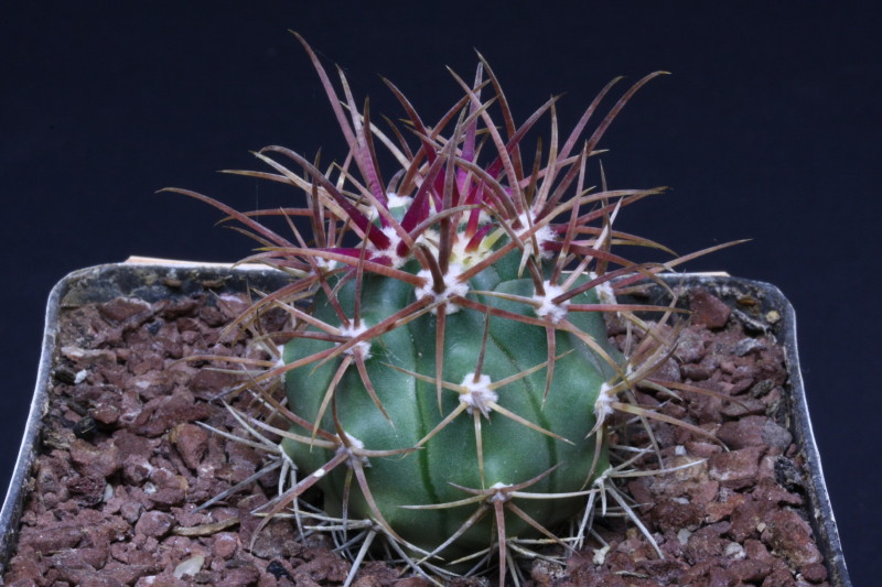 Ferocactus chrysacanthus 