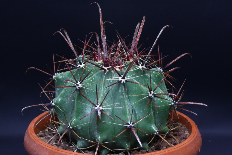 Ferocactus peninsulae 
