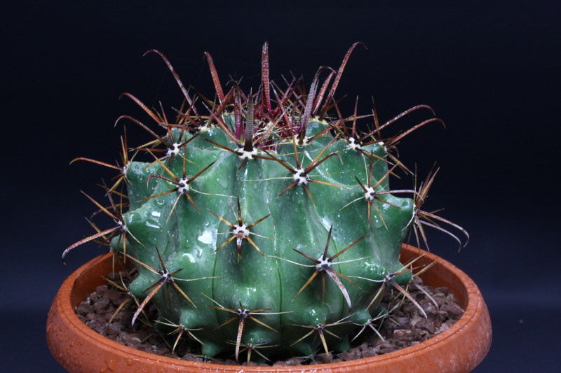 Ferocactus peninsulae 