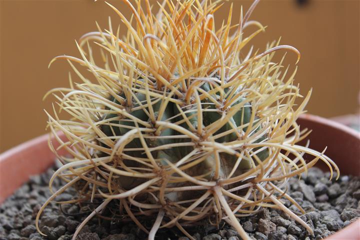 Ferocactus chrysacanthus 