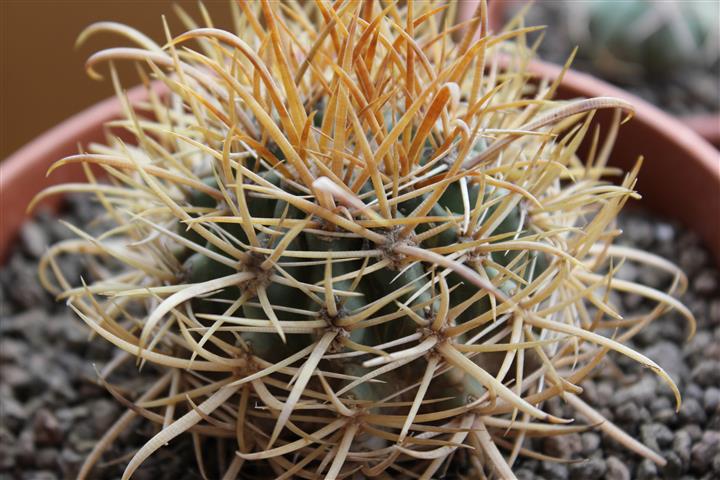 Ferocactus chrysacanthus 