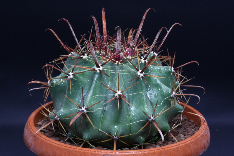 Ferocactus peninsulae 