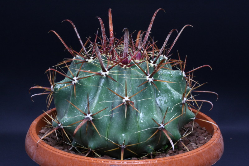 Ferocactus Peninsulae 