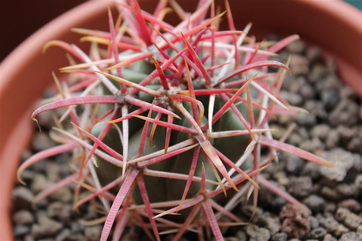 Ferocactus gracilis 