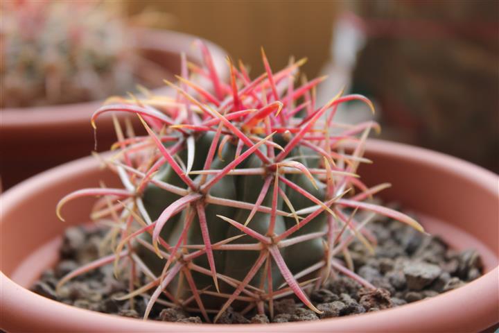 Ferocactus gracilis 