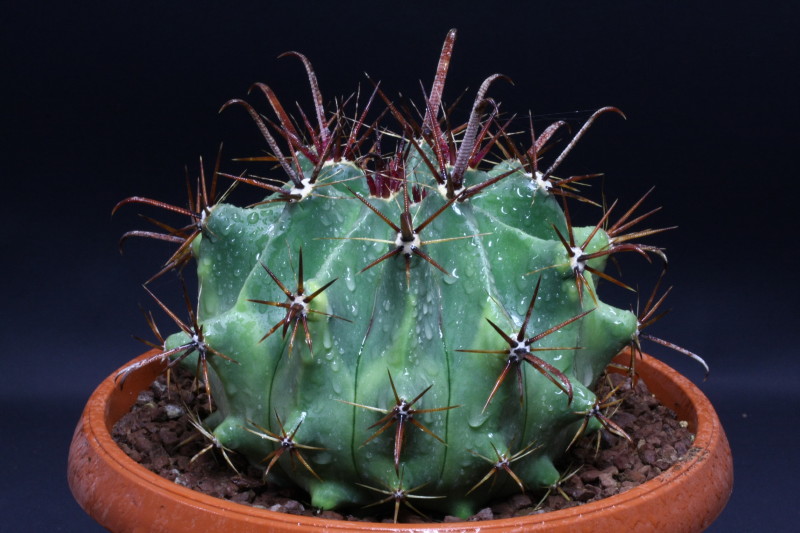 Ferocactus peninsulae 