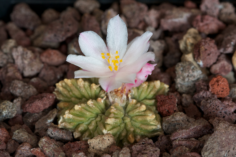 Aztekium ritteri 