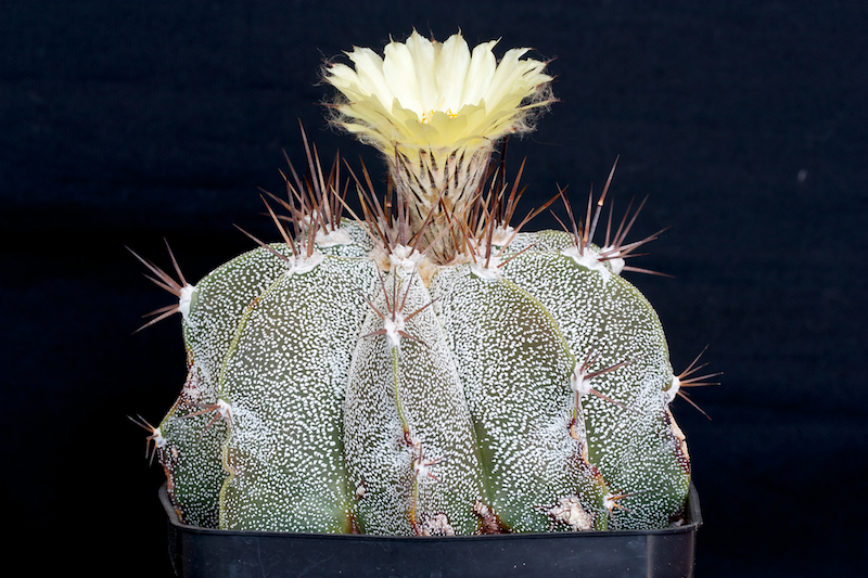 Astrophytum ornatum f. mirbelii 