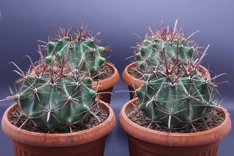 Ferocactus Peninsulae 