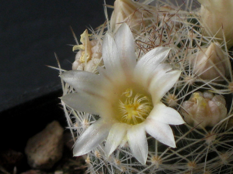 Mammillaria picta z 22