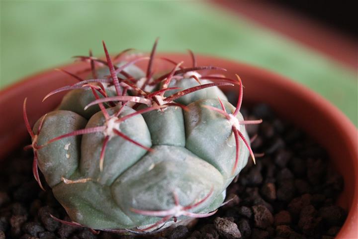 Thelocactus hexaedrophorus 