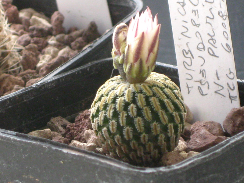 Turbinicarpus pseudopectinatus 