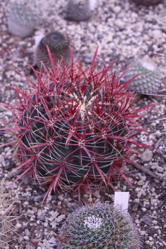 Ferocactus gracilis 