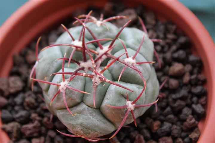 Thelocactus hexaedrophorus 