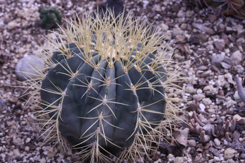 Ferocactus glaucescens 