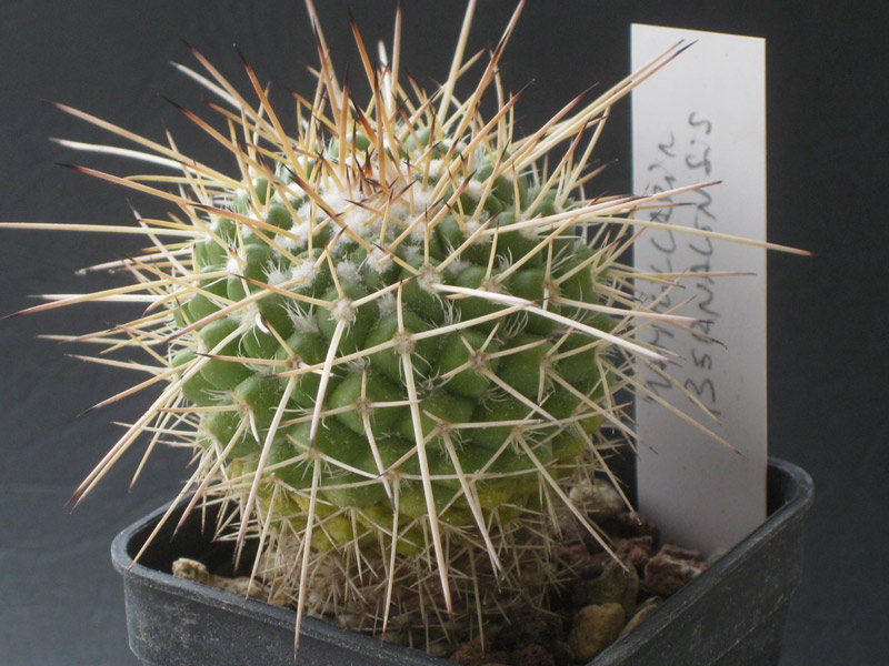 Mammillaria bernalensis 