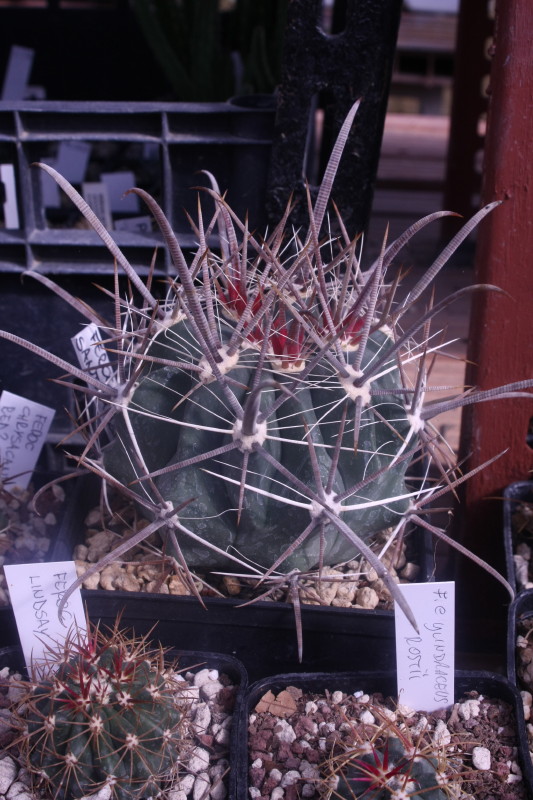 Ferocactus peninsulae ssp. santa-maria 