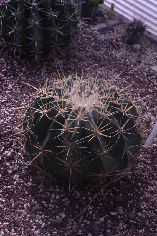 Ferocactus histrix 