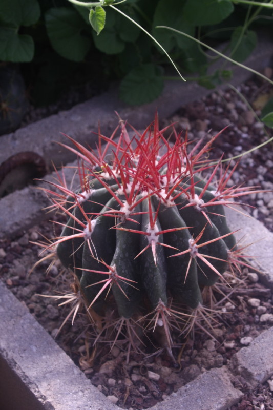 Ferocactus pilosus 