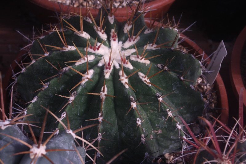 Ferocactus schwarzii 