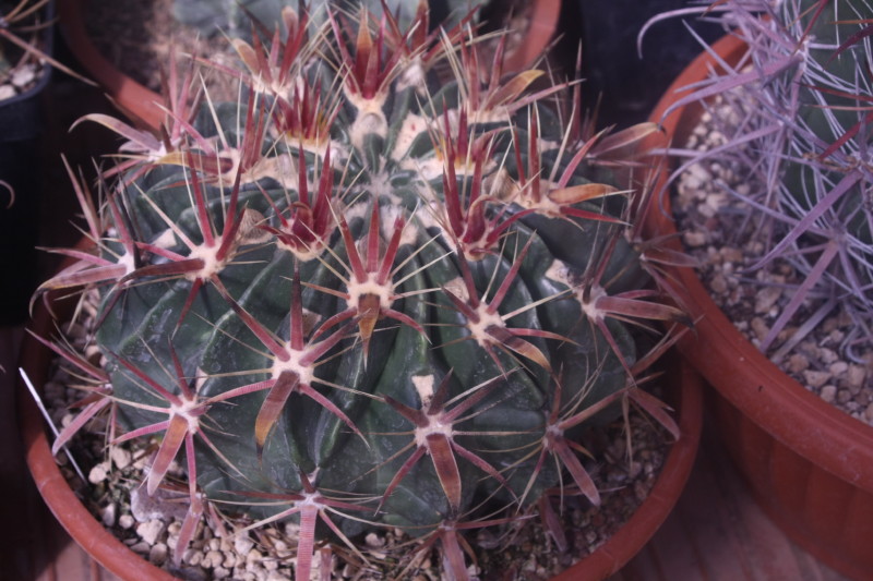 Ferocactus latispinus 