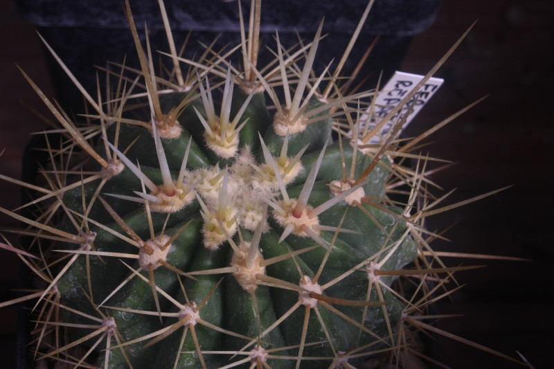 Ferocactus alamosanus ssp. reppenhagenii 