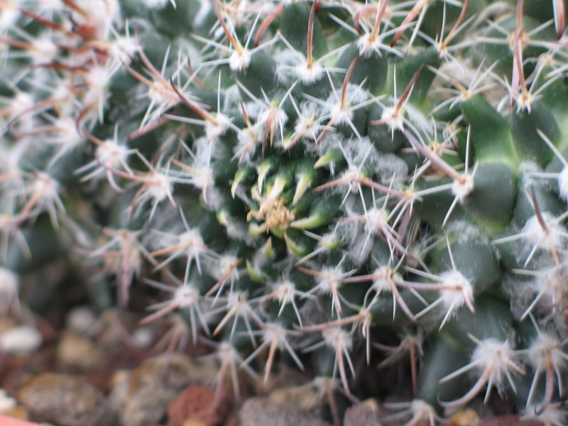 Mammillaria uncinata 