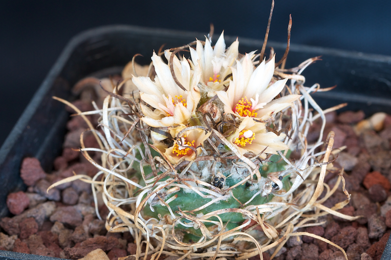 Turbinicarpus schmiedickeanus ssp. klinkerianus cv. el huizache 