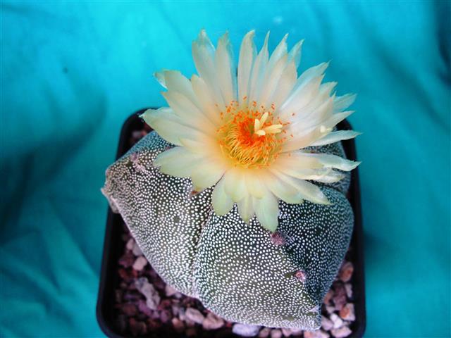 Astrophytum myriostigma f. tricostatum 