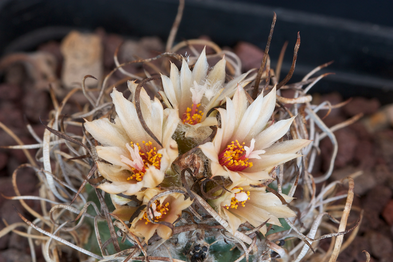 Turbinicarpus schmiedickeanus ssp. klinkerianus cv. el huizache 