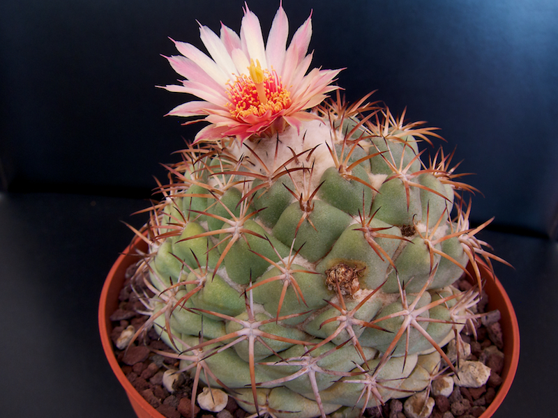 Coryphantha elephantidens 