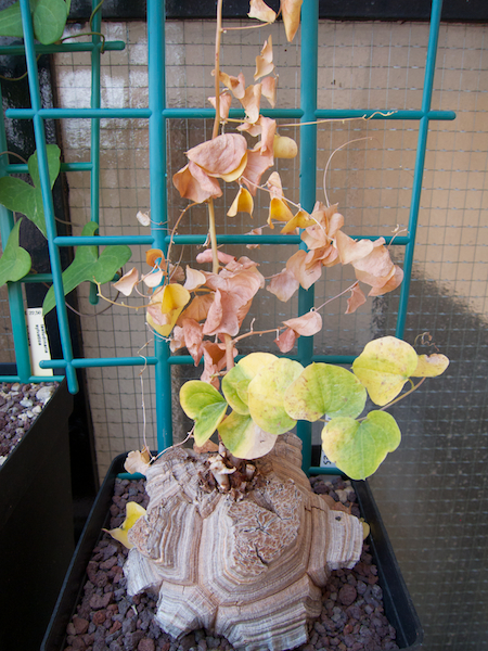 Dioscorea elephantipes 