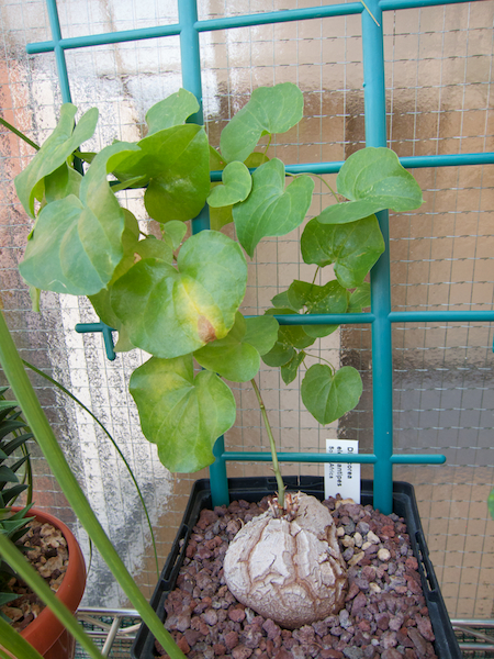 Dioscorea elephantipes 