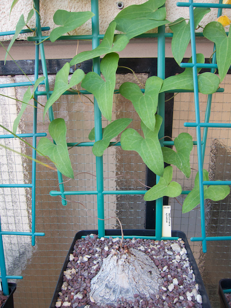 Dioscorea sylvatica 