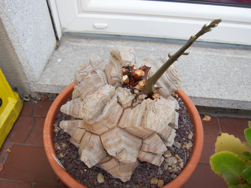 Dioscorea elephantipes 