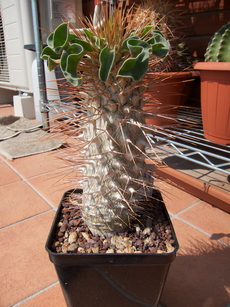 Pachypodium namaquanum 