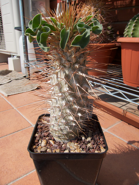 Pachypodium namaquanum 