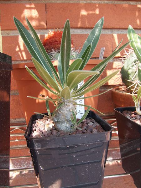 Pachypodium gracilius 