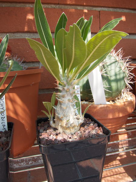 Pachypodium horombense 