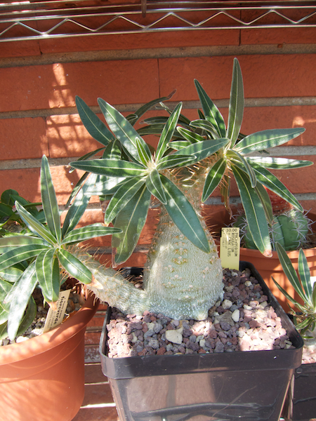 Pachypodium rosulatum v. gracilius 