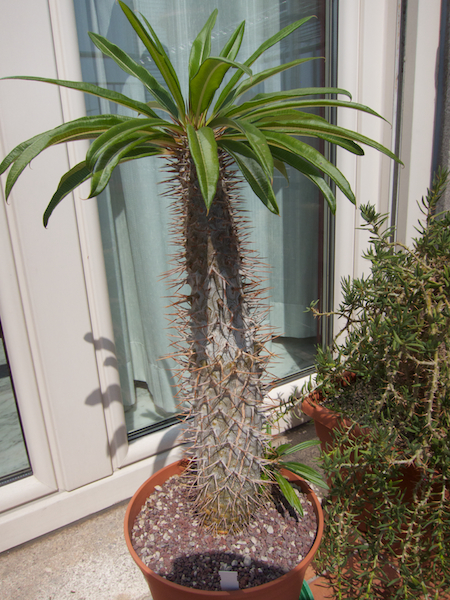 Pachypodium lamerei 