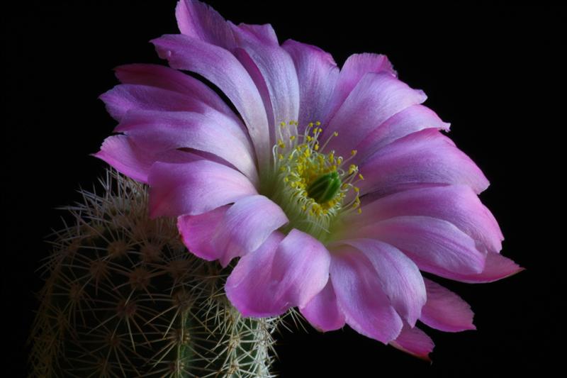 Echinocereus  metornii 