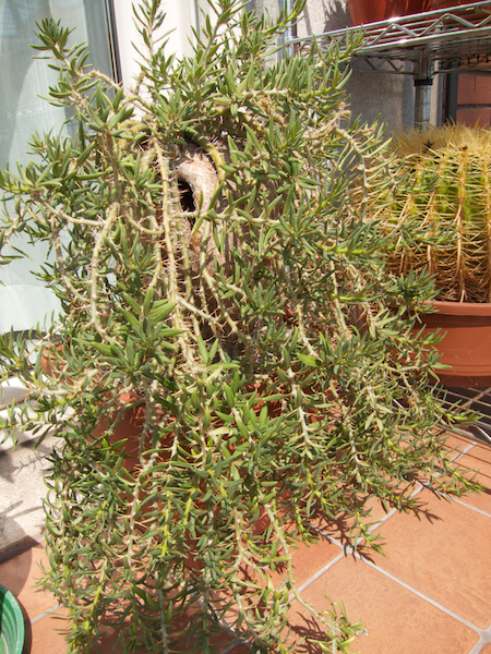 Pachypodium bispinosum 